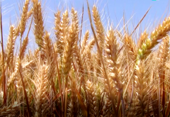 措并举为夏粮丰登...用现实步履支撑“三夏”出